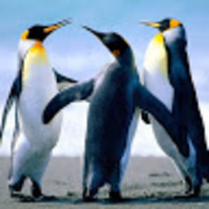 Meet your Posher, Chelsea